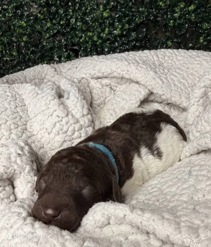 River – Poodle - Multi-Colored Standard puppy for sale in Jasper, GA