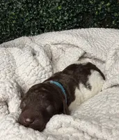 River, a male Poodle - Multi-Colored Standard for sale in Jasper, GA – 1 of 2