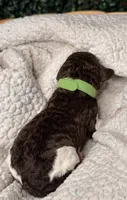 Fern, a male Poodle - Multi-Colored Standard for sale in Jasper, GA – 2 of 3