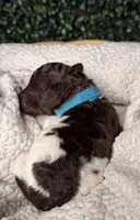 River, a male Poodle - Multi-Colored Standard for sale in Jasper, GA – 2 of 2