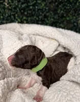 Fern, a male Poodle - Multi-Colored Standard for sale in Jasper, GA – 3 of 3