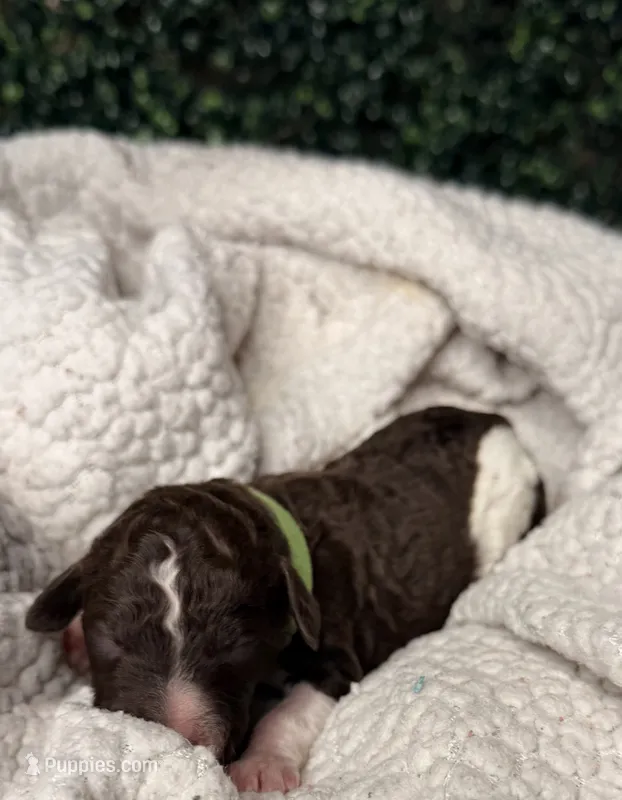 Fern – Poodle - Multi-Colored Standard puppy for sale in Jasper, GA