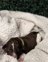 Fern, a male Poodle - Multi-Colored Standard for sale in Jasper, GA – 1 of 3