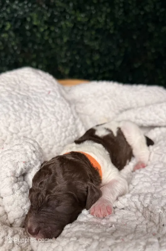Wilder – Poodle - Multi-Colored Standard puppy for sale in Jasper, GA