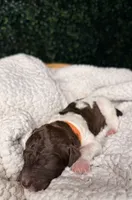 Wilder, a male Poodle - Multi-Colored Standard for sale in Jasper, GA – 1 of 2