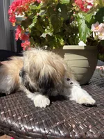 Tiana, a female Shih Tzu for sale in Windsor, CT – 4 of 9