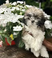 Arielle , a female Shih Tzu for sale in Windsor, CT – 2 of 5