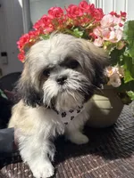 Arielle , a female Shih Tzu for sale in Windsor, CT – 1 of 9