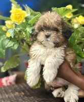 Mulan, a female Shih Tzu for sale in Windsor, CT – 2 of 5