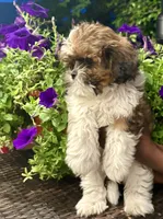 Prince, a male Shih Tzu for sale in Windsor, CT – 3 of 5