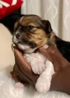 Mulan, a female Shih Tzu for sale in Windsor, CT – 2 of 2