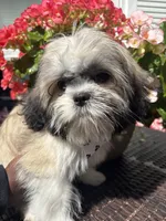 Arielle , a female Shih Tzu for sale in Windsor, CT – 3 of 9
