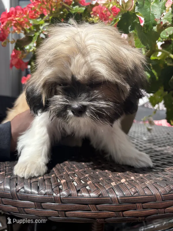 Tiana – Shih Tzu puppy for sale in Windsor, CT