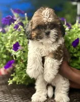 Prince, a male Shih Tzu for sale in Windsor, CT – 1 of 5