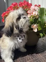 Arielle , a female Shih Tzu for sale in Windsor, CT – 4 of 9