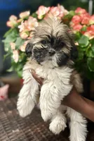 Tiana, a female Shih Tzu for sale in Windsor, CT – 1 of 5