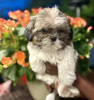 Belle, a female Shih Tzu for sale in Windsor, CT – 2 of 5