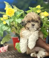 Mulan, a female Shih Tzu for sale in Windsor, CT – 3 of 5
