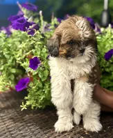 Prince, a male Shih Tzu for sale in Windsor, CT – 2 of 5