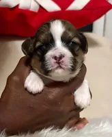 Belle, a female Shih Tzu for sale in Windsor, CT – 1 of 2