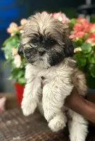 Tiana, a female Shih Tzu for sale in Windsor, CT – 2 of 5