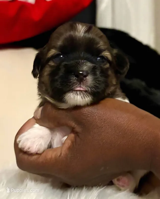 Tiana – Shih Tzu puppy for sale in Windsor, CT