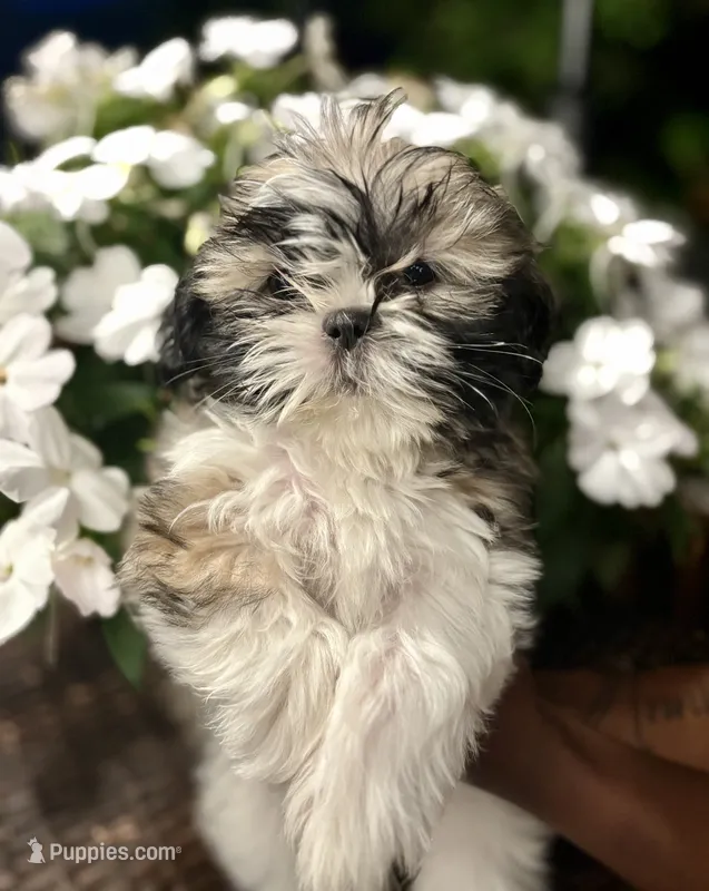 Arielle  – Shih Tzu puppy for sale in Windsor, CT