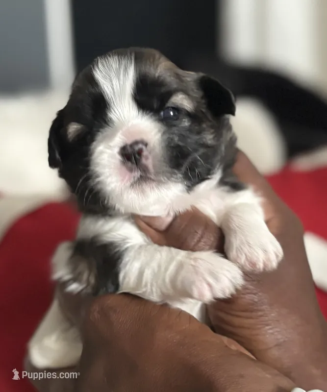 Arielle  – Shih Tzu puppy for sale in Windsor, CT