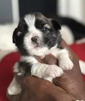 Arielle , a female Shih Tzu for sale in Windsor, CT – 1 of 2