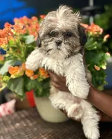 Belle, a female Shih Tzu for sale in Windsor, CT – 1 of 5