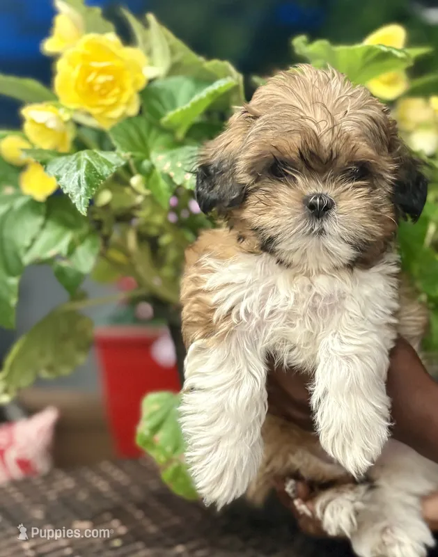 Mulan – Shih Tzu puppy for sale in Windsor, CT