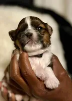 Prince, a male Shih Tzu for sale in Windsor, CT – 2 of 2