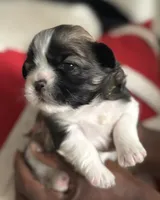 Arielle , a female Shih Tzu for sale in Windsor, CT – 2 of 2