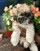 Tiana, a female Shih Tzu for sale in Windsor, CT – 3 of 5