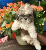 Belle, a female Shih Tzu for sale in Windsor, CT – 3 of 5