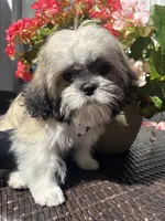 Arielle , a female Shih Tzu for sale in Windsor, CT – 2 of 9