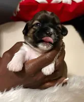 Tiana, a female Shih Tzu for sale in Windsor, CT – 2 of 2