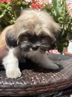 Tiana, a female Shih Tzu for sale in Windsor, CT – 3 of 9