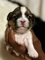 Belle, a female Shih Tzu for sale in Windsor, CT – 2 of 2