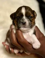Prince, a male Shih Tzu for sale in Windsor, CT – 1 of 2