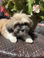 Tiana, a female Shih Tzu for sale in Windsor, CT – 2 of 9