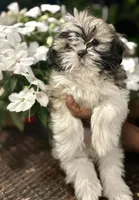 Arielle , a female Shih Tzu for sale in Windsor, CT – 3 of 5