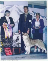 ~Ch Charisma, a female Siberian Husky for sale in Flagstaff, AZ – Photo 2 of 3