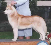 ~Ch Charisma, a female Siberian Husky for sale in Flagstaff, AZ – Photo 3 of 3
