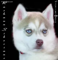 ~Ch Charisma, a female Siberian Husky for sale in Flagstaff, AZ – Photo 1 of 3
