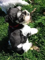 Soldier Pup, a male Miniature Schnauzer for sale in Flagstaff, AZ – Photo 2 of 5