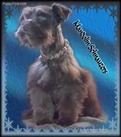 Soldier Pup, a male Miniature Schnauzer for sale in Flagstaff, AZ – Photo 1 of 5