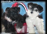 Soldier Pup, a male Miniature Schnauzer for sale in Flagstaff, AZ – Photo 5 of 5