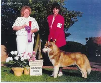 Hld4 Veteran, a male Siberian Husky for sale in Flagstaff, AZ – Photo 3 of 5