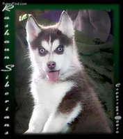 Hld4 Veteran, a male Siberian Husky for sale in Flagstaff, AZ – Photo 1 of 5